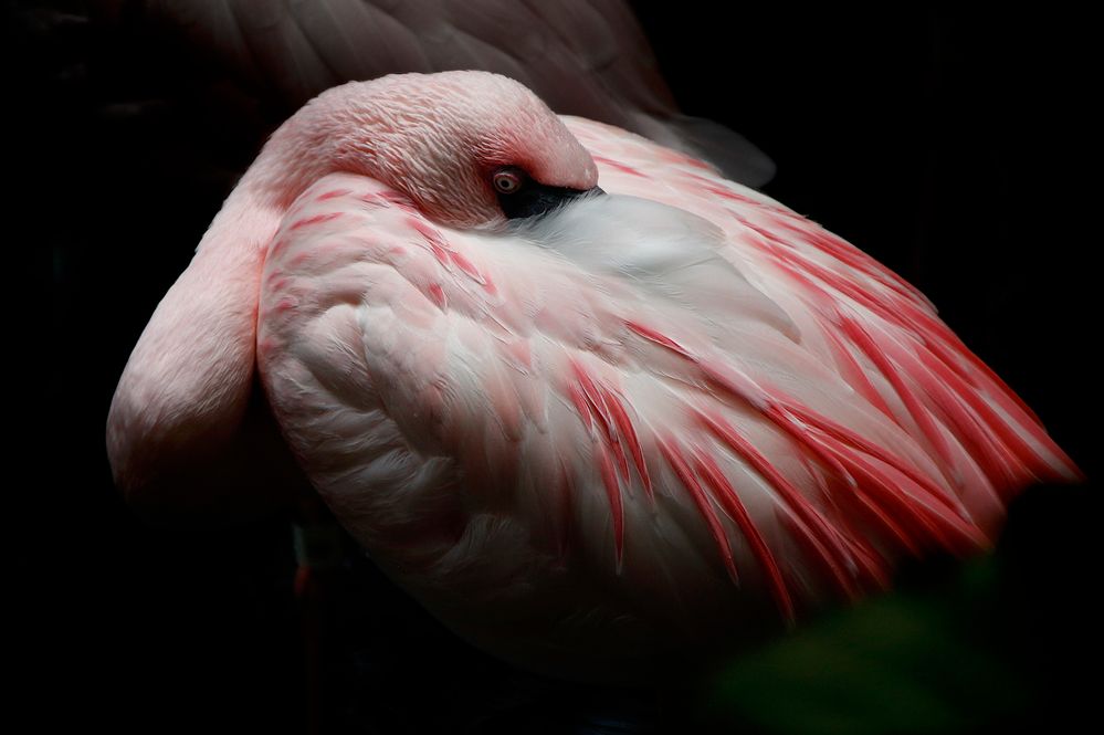 Peeking Flamingo.jpg