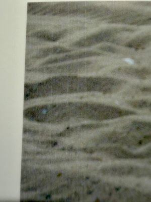 IMG_9528.jpg