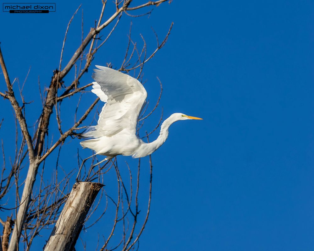 egret_great_sepulveda_26_01_08_L0A5968.jpg