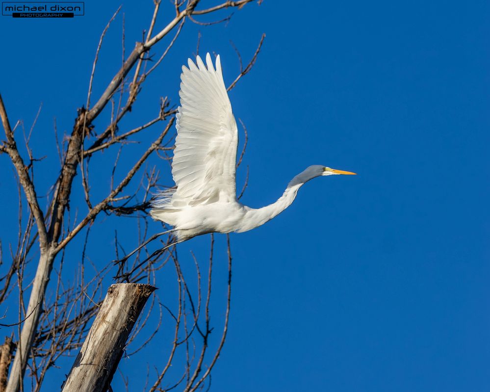 egret_great_sepulveda_26_01_08_L0A5969.jpg