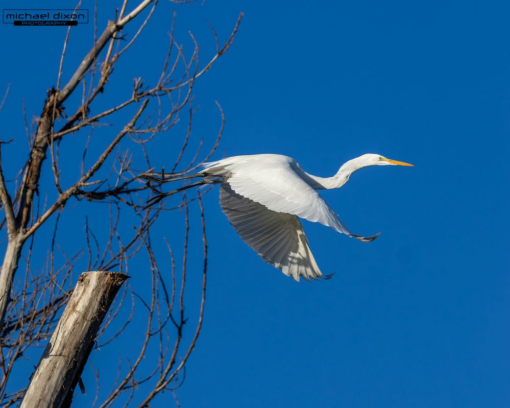 egret_great_sepulveda_26_01_08_L0A5971.jpg