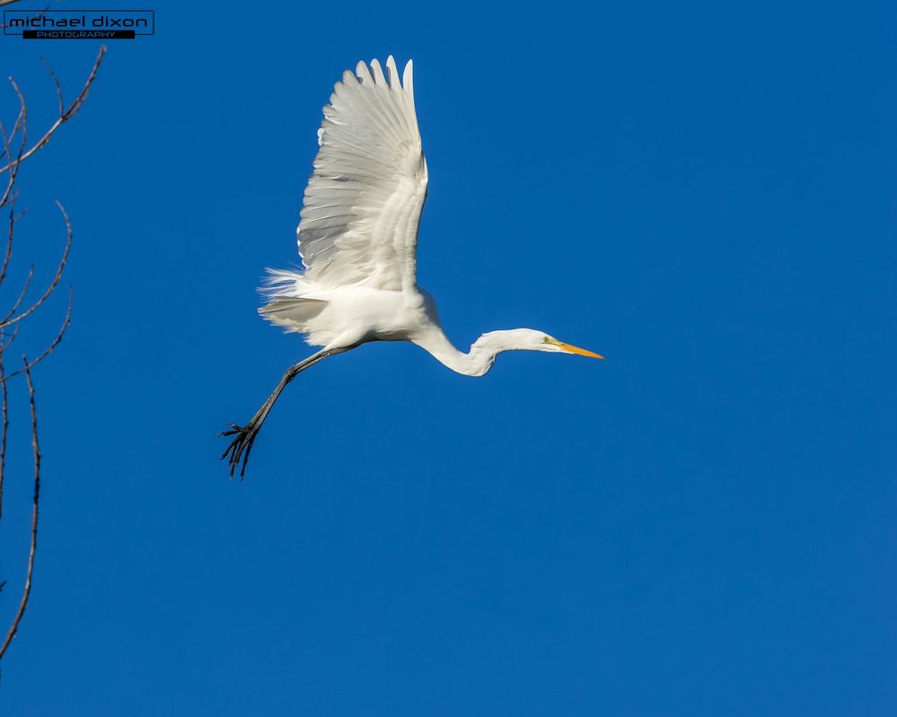 egret_great_sepulveda_26_01_08_L0A5974.jpg