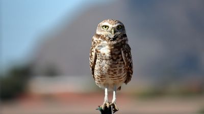 EOS 90D, EF-S55-250 IS II, f/5.6, 1/1600 sec, ISO 200