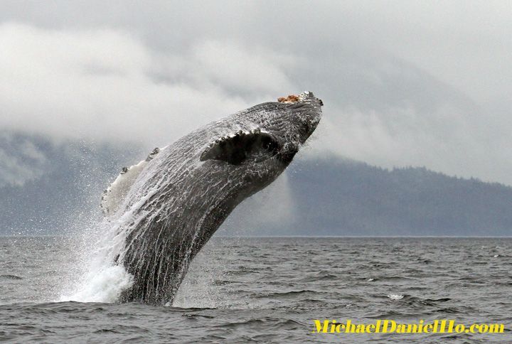 Breaching Humpback whale in Frederick Sound, Alaska