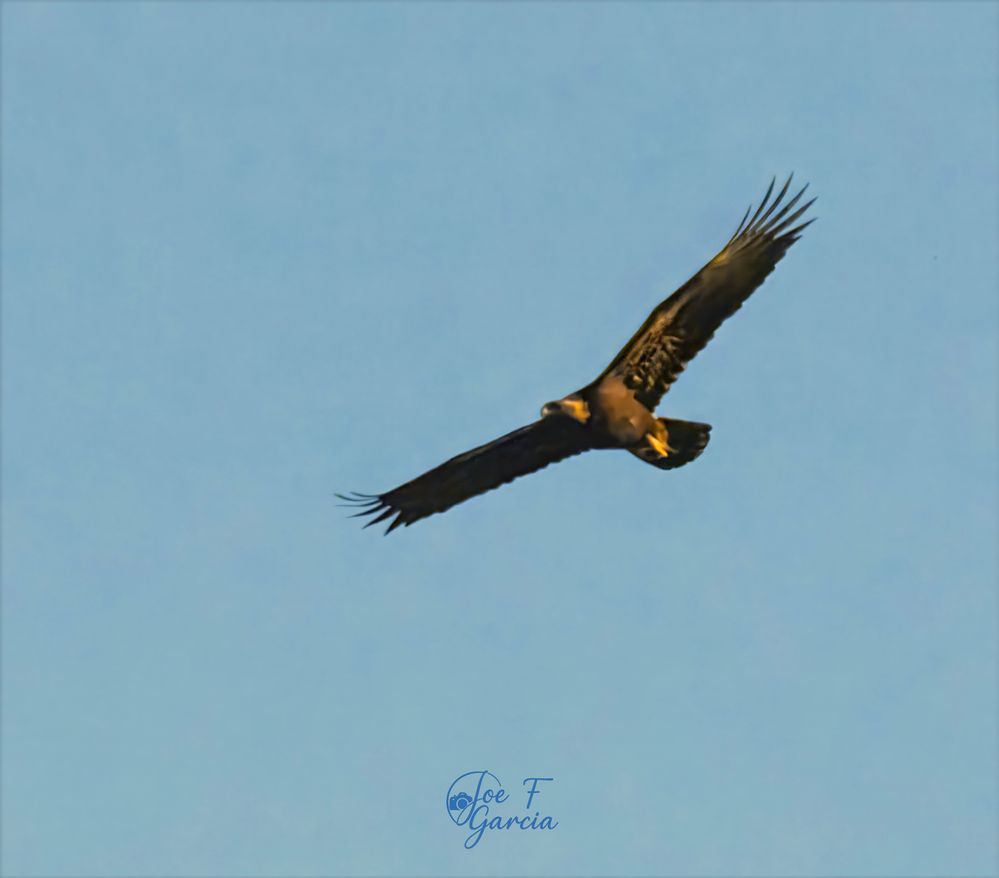 Golden Eagle  R5 Mark II & RF200-800mm F6.3-9 IS USM  Handheld