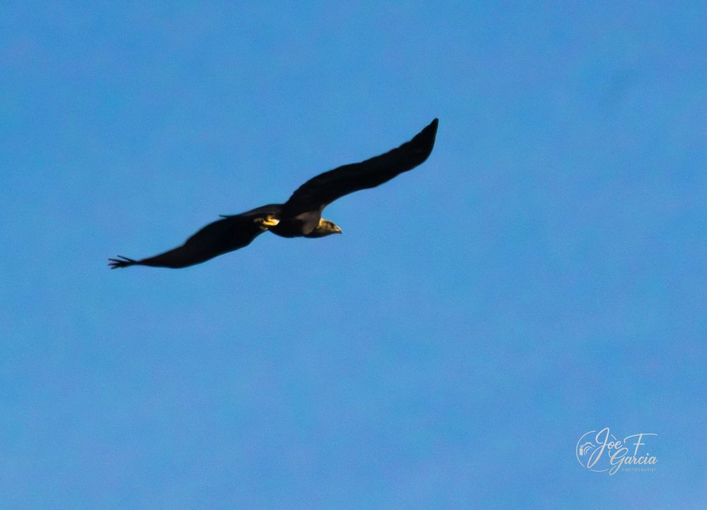 Golden Eagle  R5 Mark II & RF200-800mm 6.3-9 IS USM  Handheld