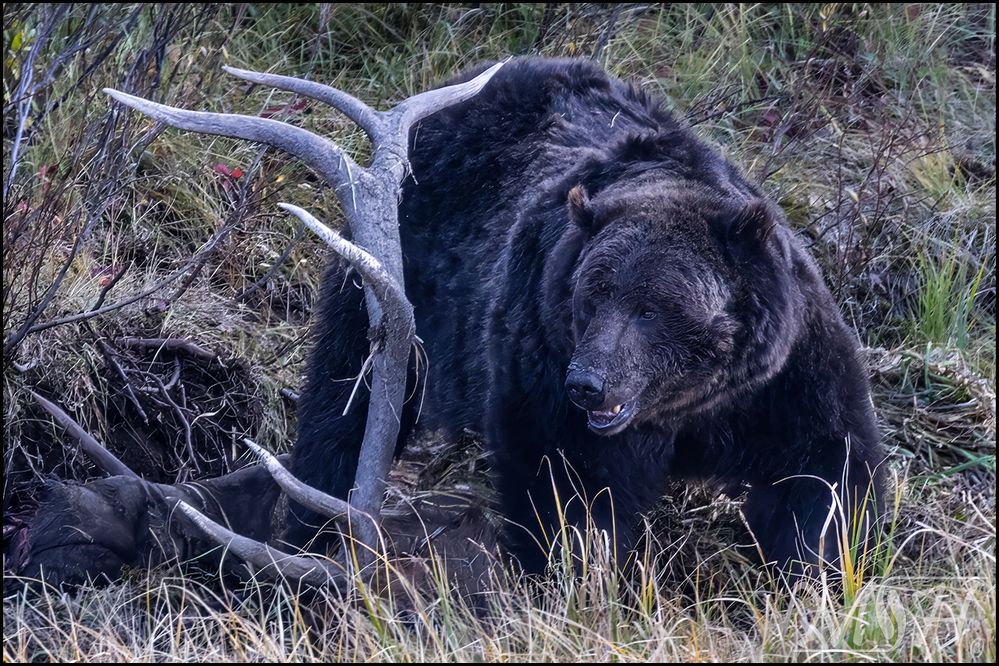 59174_Grizzly on a downed Elk.jpg