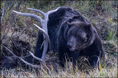 59174_Grizzly on a downed Elk.jpg
