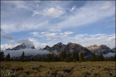 8620_Field of Flowers_Mountains_teton.jpg