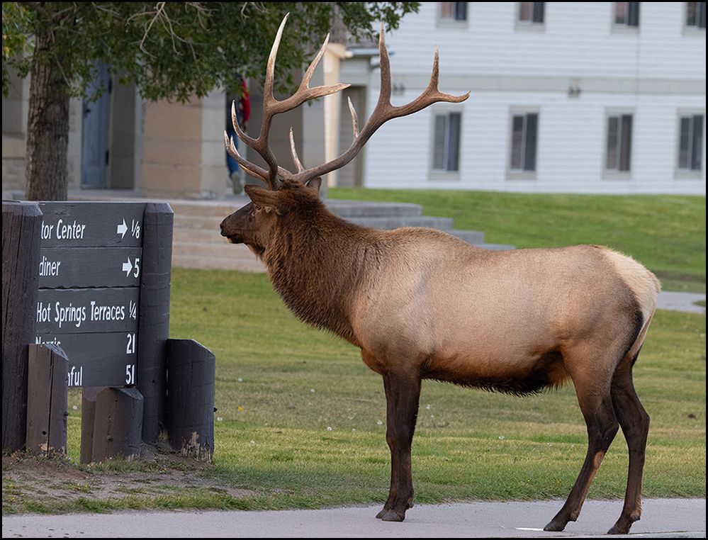 57452_Vistor Center Elk.jpg