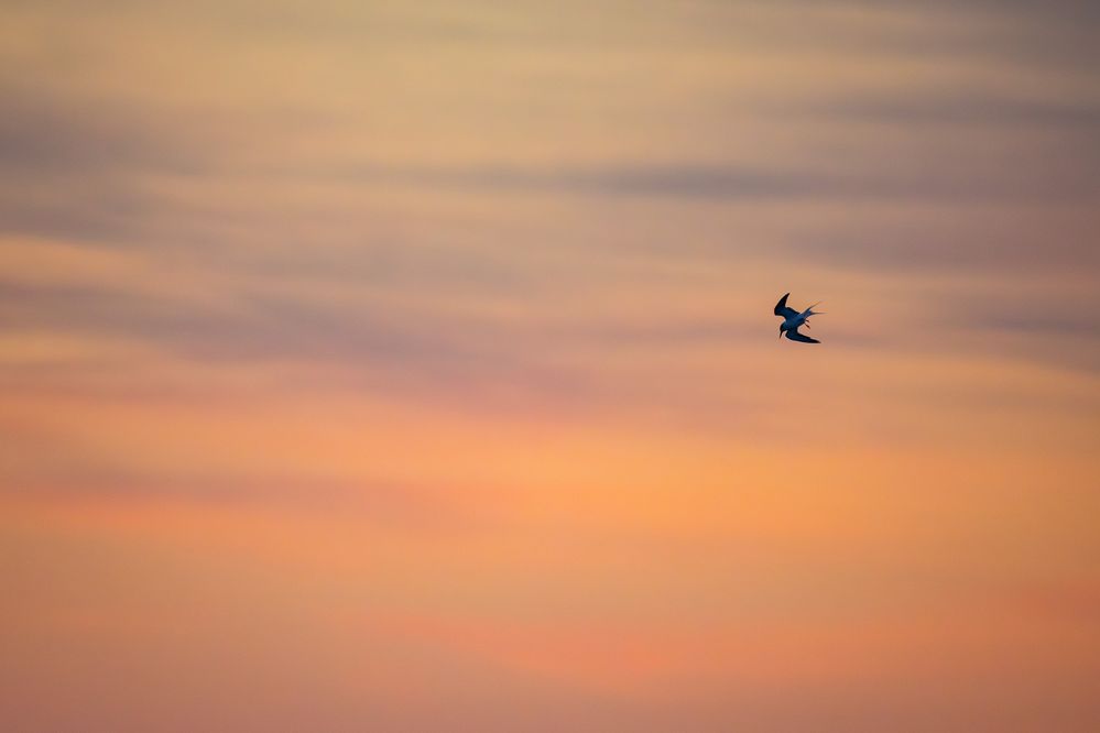Forster's Tern Twilight Dive