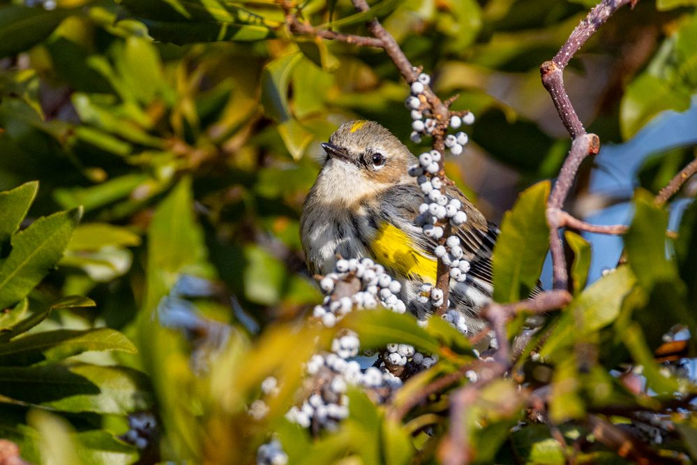 Yellow-rumped Warbler