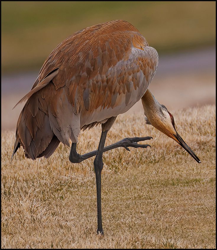 Sandhill terrible itch.jpg