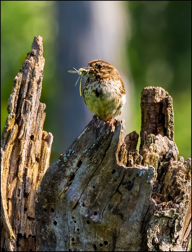 Sparrow dining.jpg