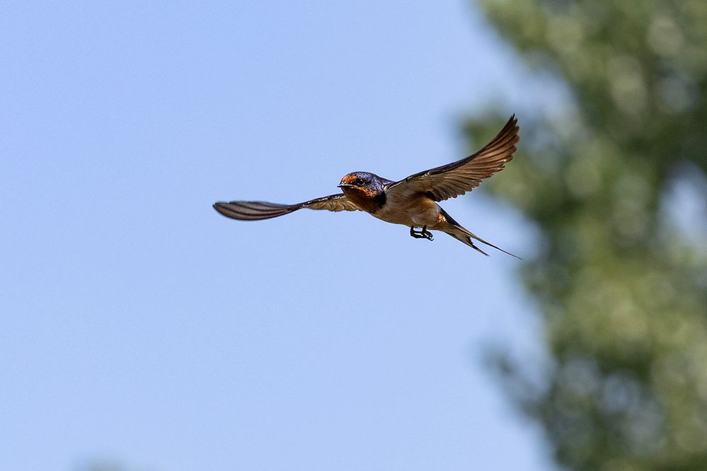 4934_Swallow.jpg