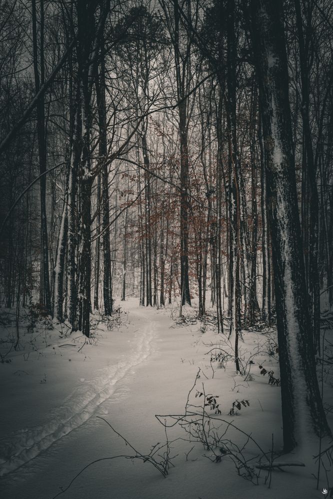 Snow-5.jpg