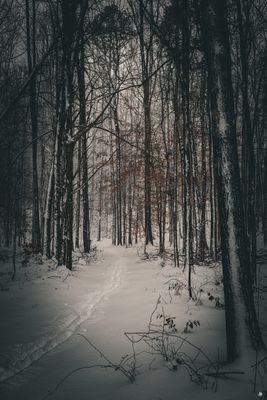 Snow-5.jpg