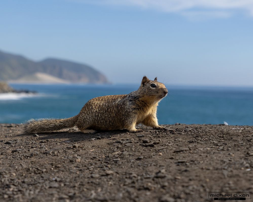 squirrel_leo_carillo_26_02_07_L0A9845.jpg