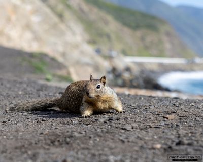 squirrel_leo_carillo_26_02_07_L0A9835.jpg