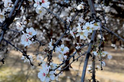 IMG_1403 copy.JPG