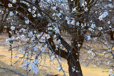 IMG_1396 copy.JPG