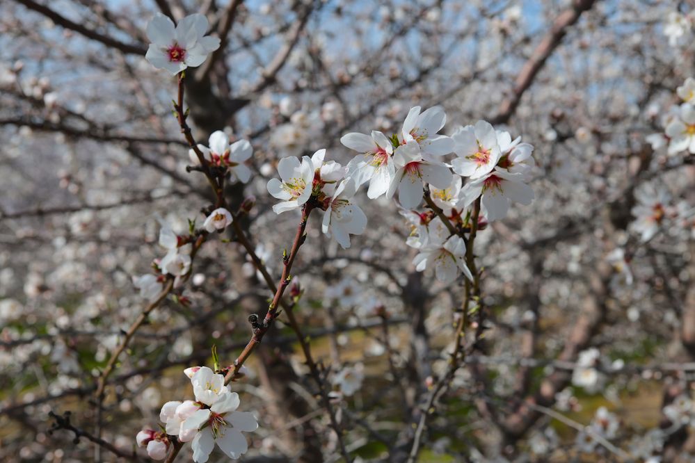 IMG_1409 copy.JPG