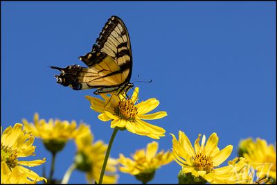 6785 Tiger Swallolwtail.jpg