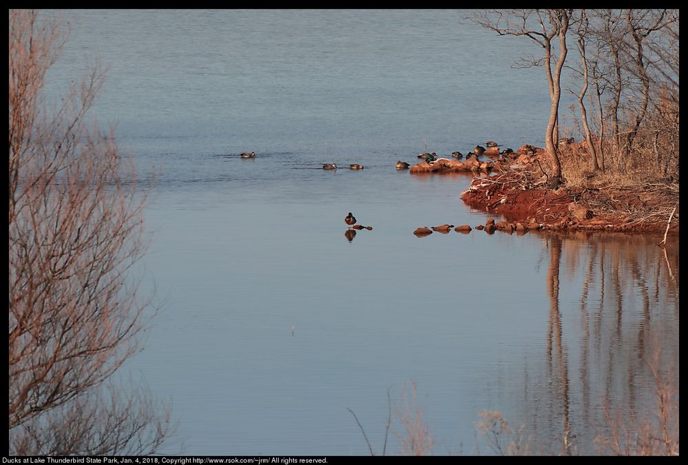 Ducks at Lake Thunderbird State Park, Jan. 4, 2018, Oklahoma, USA