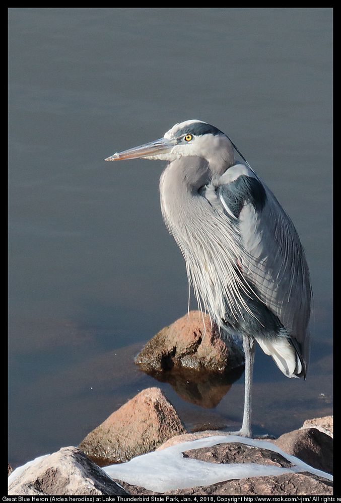 Great Blue Heron (Ardea herodias) at Lake Thunderbird State Park, Jan. 4, 2018, Oklahoma, USA