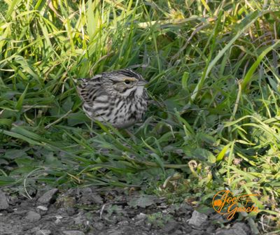 Savannah Sparrow.jpg