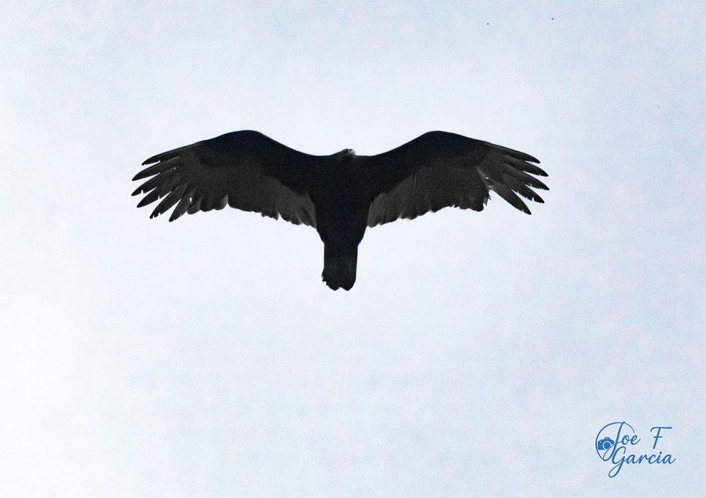 Turkey Vulture  R5 Mark II & RF200-800mm F6.3-9 IS USM  Handheld