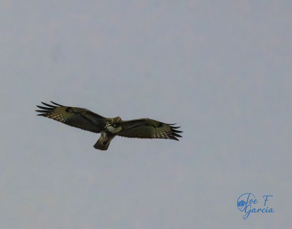 Red-tailed Hawk  R5 Mark II & RF200-800mm F6.3-9 IS USM