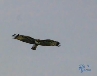 Red-tailed Hawk.jpg
