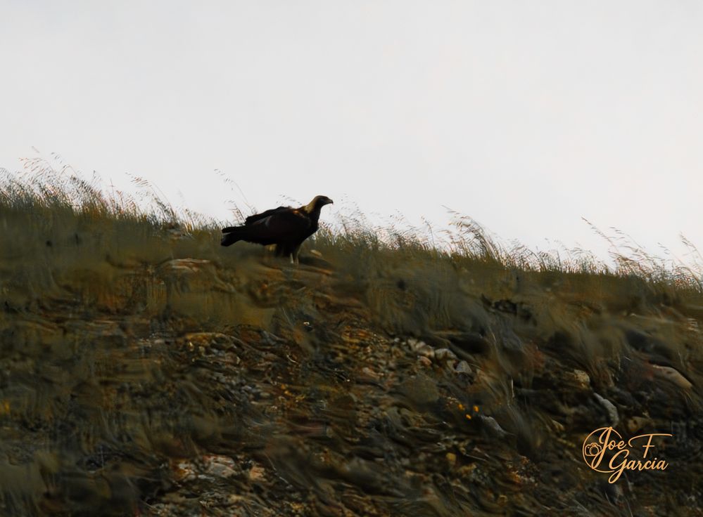 Golden Eagle  R5 Mark II & RF200-800mm F6.3-9 IS USM  Handheld