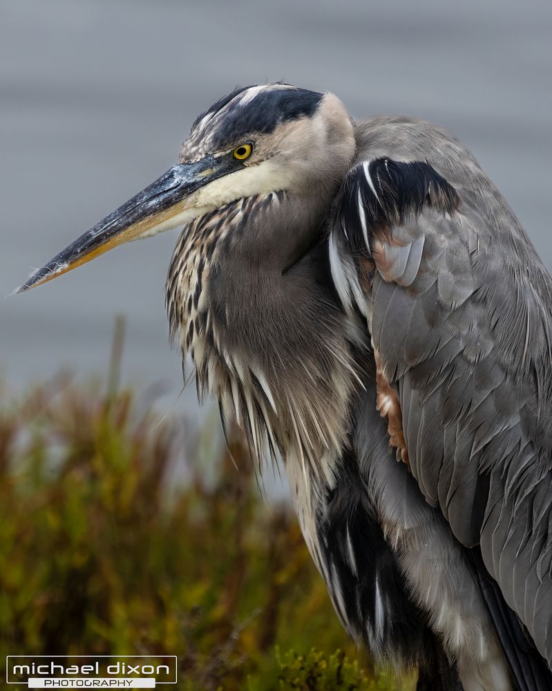 heron_great-blue_bolsa_25_09_27_L0A5954.jpg