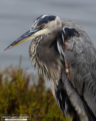 heron_great-blue_bolsa_25_09_27_L0A5954.jpg