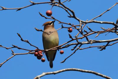 Cedar Waxwing-1a.JPG