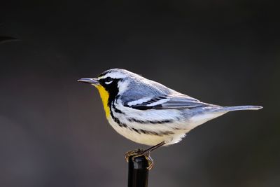 Yellow-throated Warbler-1a.JPG