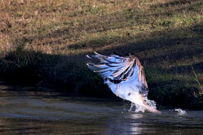 Osprey Spash-4a.JPG