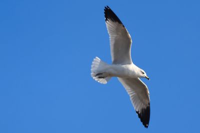 Herring Gull-03Sa.jpg
