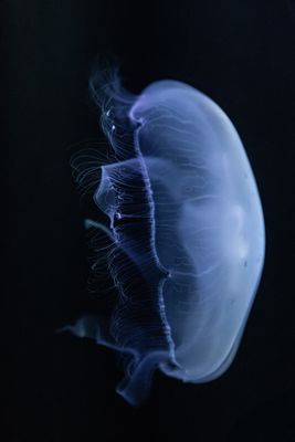 733A9936-2.jpg