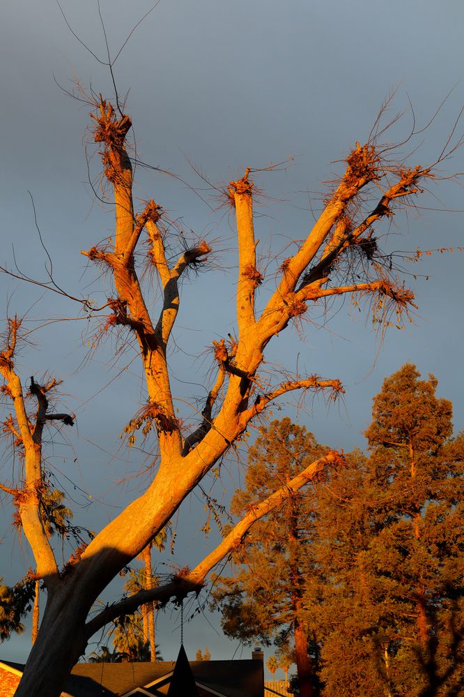 OrangeTree.JPG OrangeTree.JPG