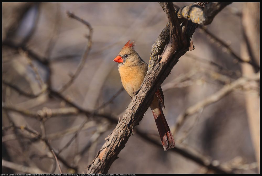 Northern Cardinal (Cardinalis cardinalis) in Norman, Oklahoma, United States on February 6, 2026