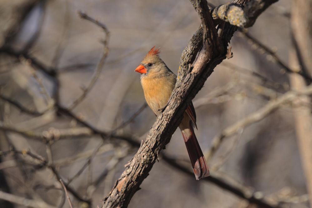 Northern Cardinal (Cardinalis cardinalis) in Norman, Oklahoma, United States on February 6, 2026