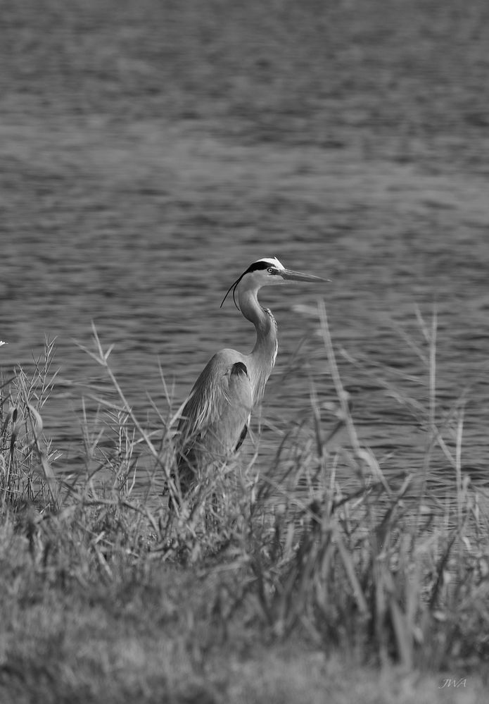 Gray Egret in marsh 3.jpg