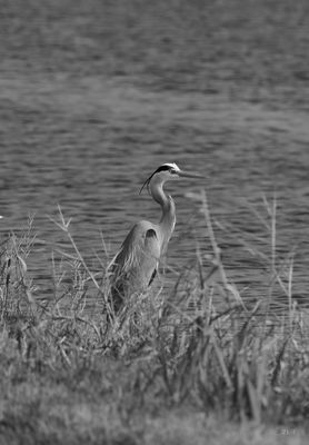 Gray Egret in marsh 3.jpg