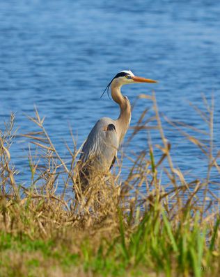 Gray Egret in marsh 5.jpg