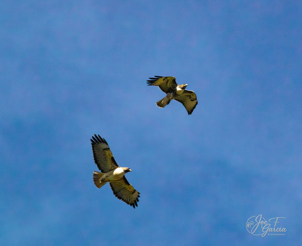 Pair of Golden Eagles  R5 Mark II & RF200-800mm F6.3-9 IS USM  Handheld