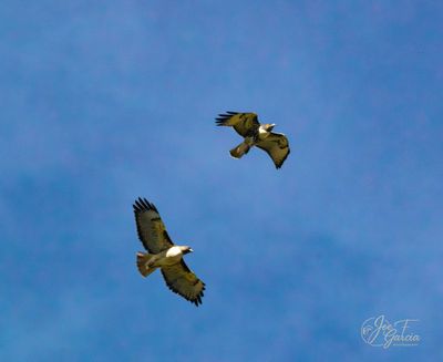 408A6936@0.75x.jpg
