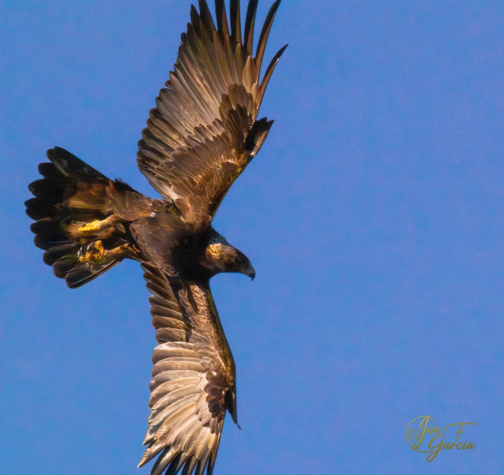 Golden Eagle R5 Mark II & RF20-800mm F6.3-9 IS USM Handheld